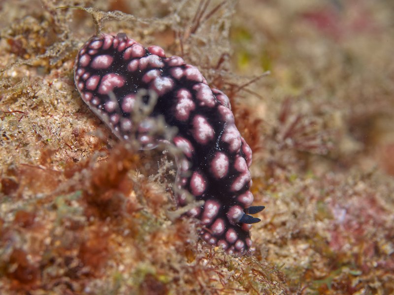 Wart slug, Air Wall
